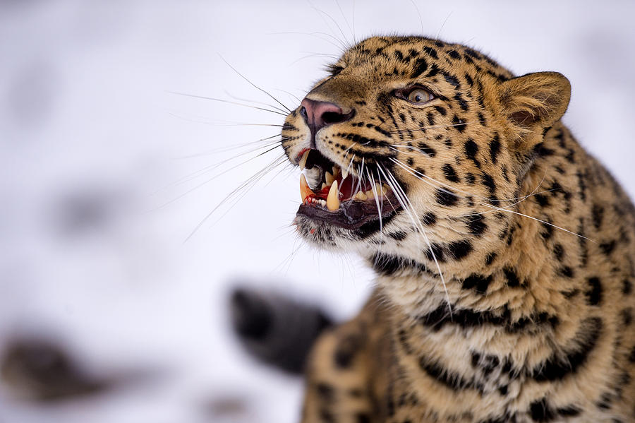 Amur leopard with a bloody smile Photograph by Gavin Baker - Pixels