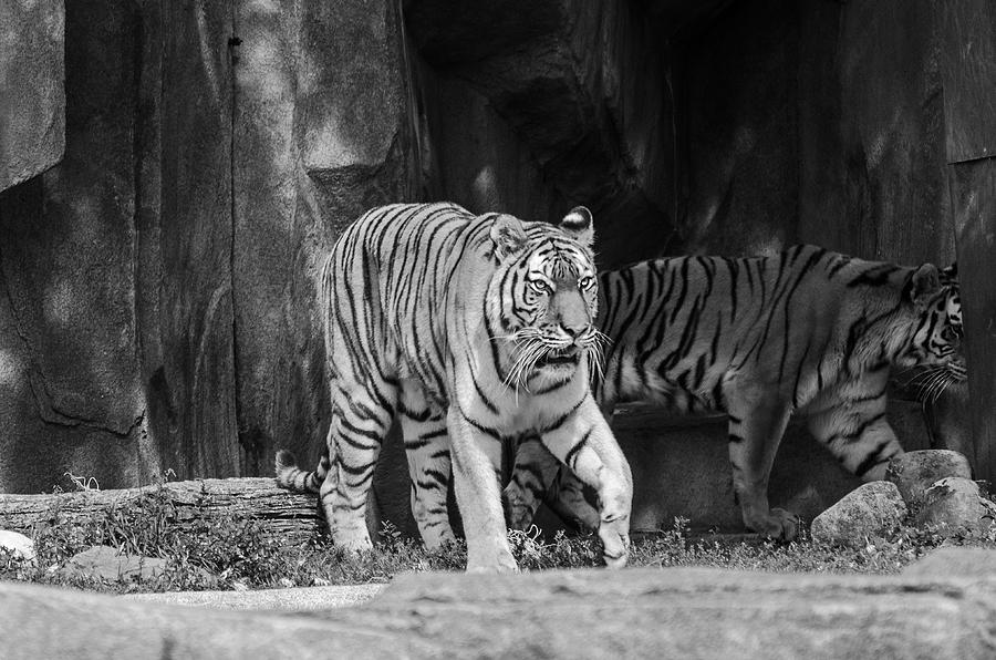 Amur Tiger - Black and White Photograph by Susan McMenamin