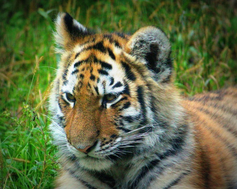 Amur Tiger Cub Photograph by John Olson