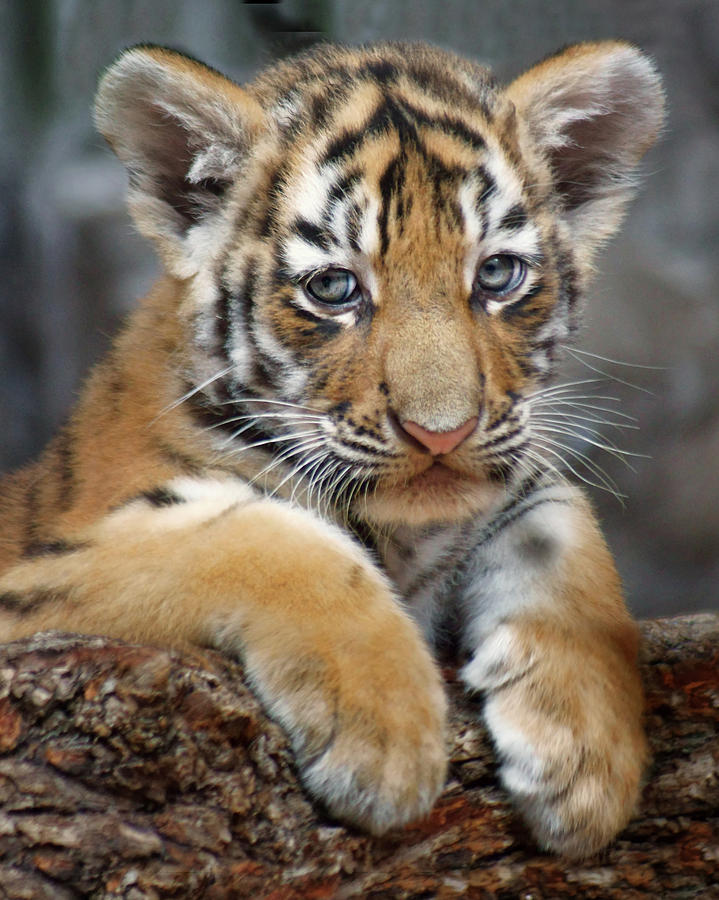 Amur Tiger - Cub Photograph by Nikolyn McDonald