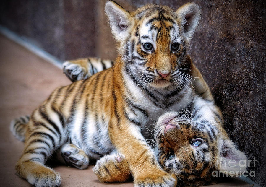 Amur Tiger Cubs Photograph by Elizabeth Winter