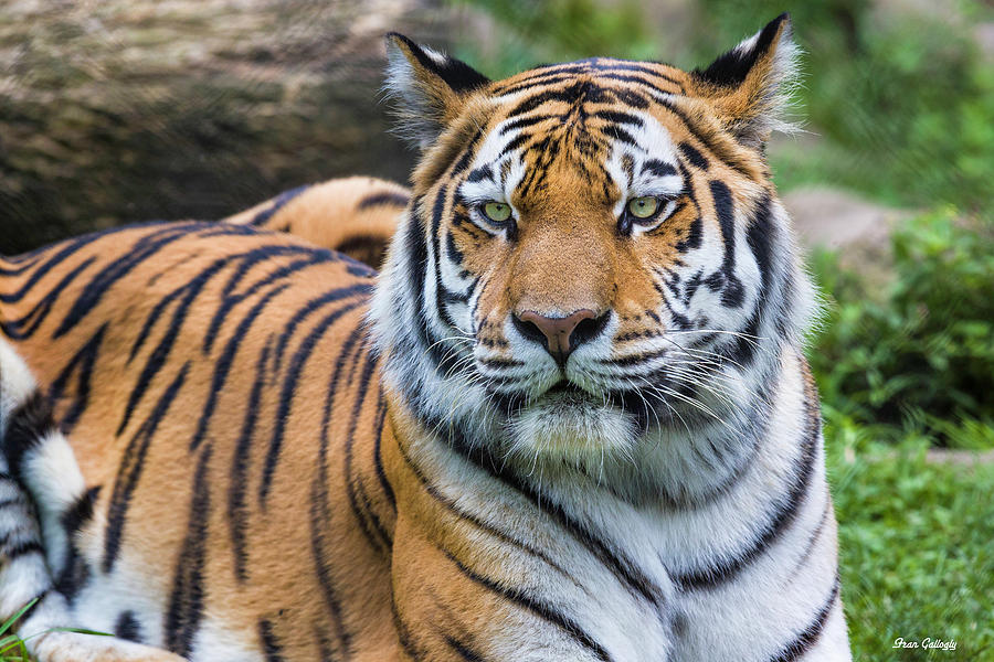 Amur Tiger Photograph by Fran Gallogly