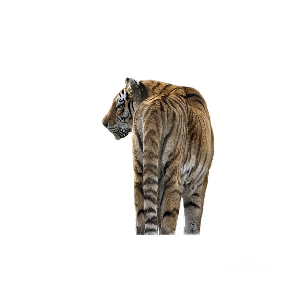 Amur Tiger on Transparent background Photograph by Terri Waters