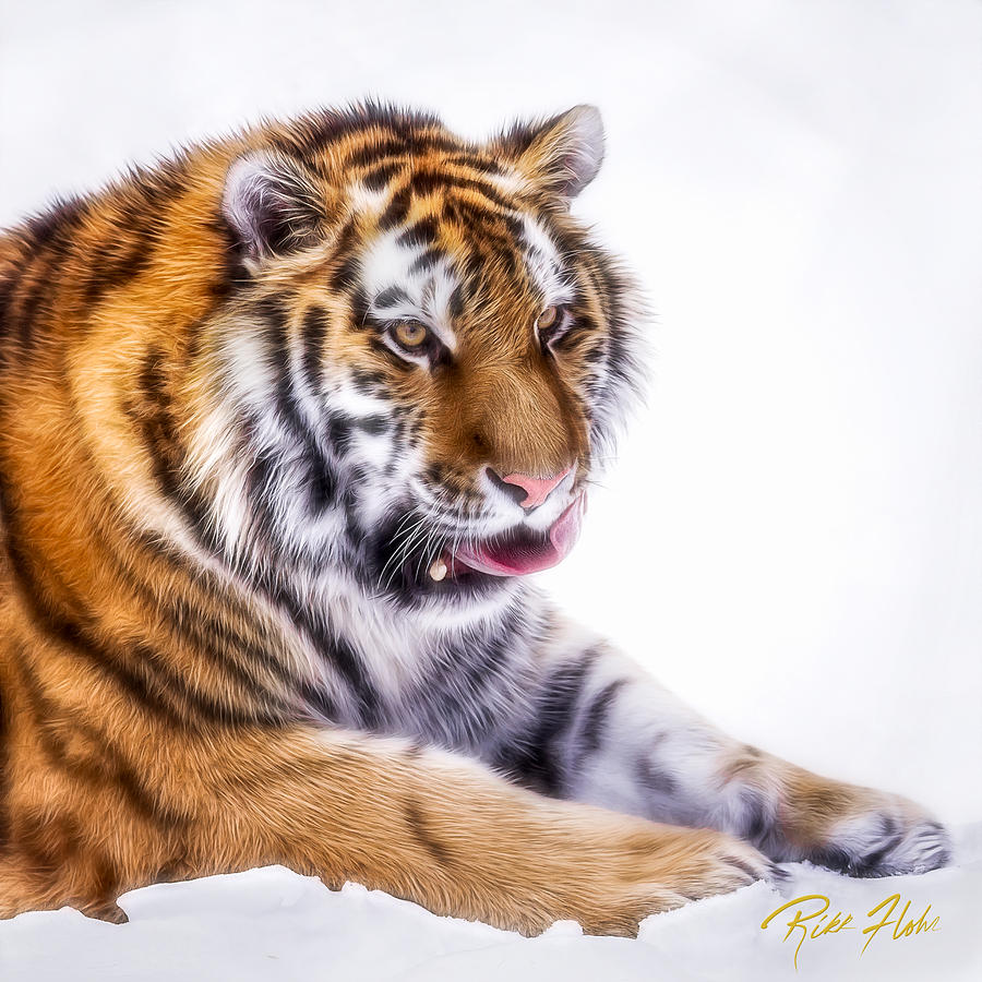 Amur Tiger Portrait Photograph by Rikk Flohr