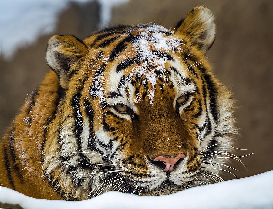 Amur Tiger Photograph by Ron Pate