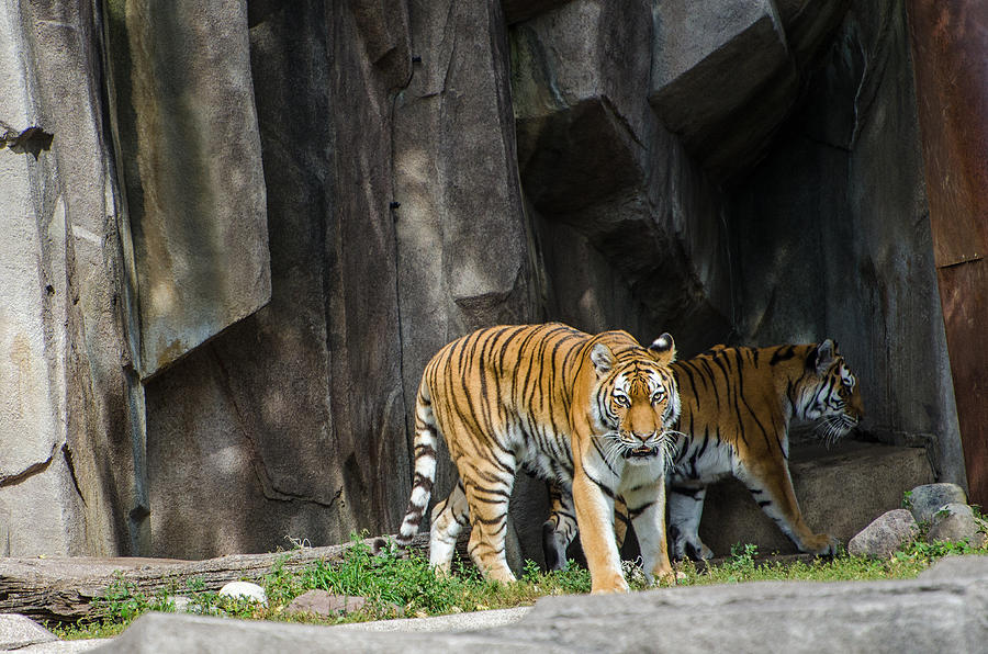 Amur Tiger Photograph by Susan McMenamin