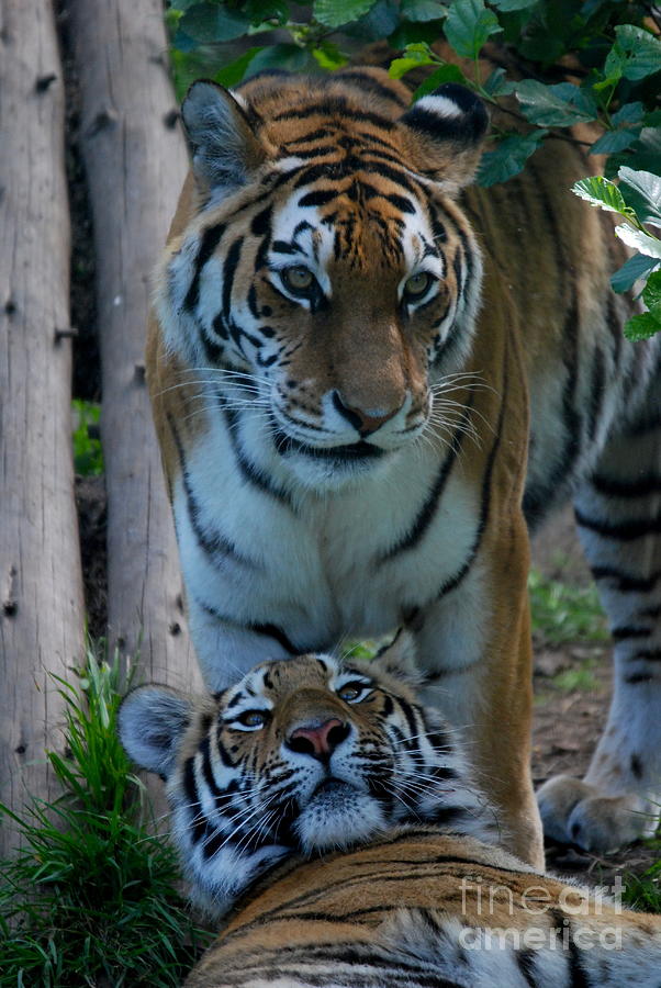 Amur Tigress and Grown Cub Photograph by Phil Banks