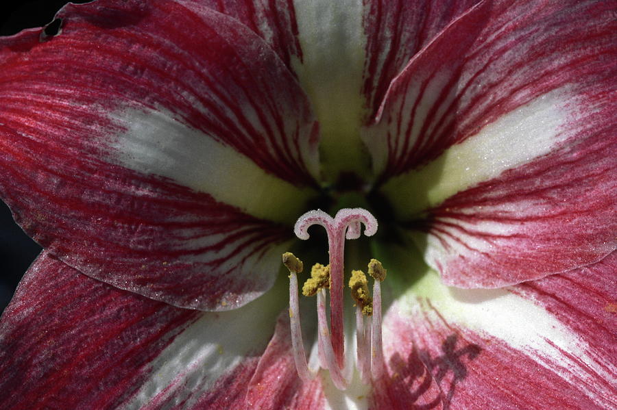 Center Photograph - Amaryllis Flower Close-up by Sally Weigand