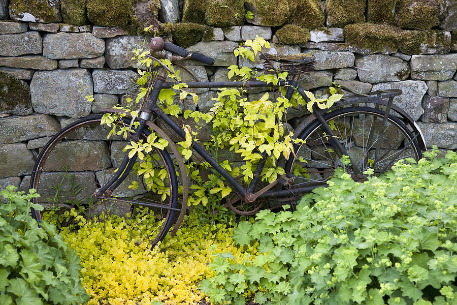 Bicycle Photograph - An Abandoned Bicycle Surrounded And by John Short