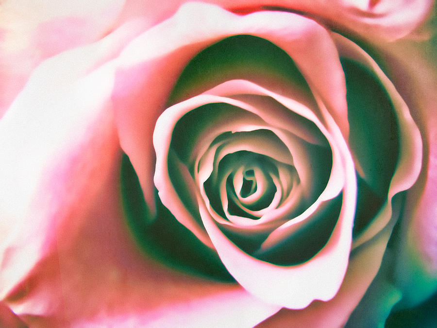An Absolute Rose Photograph by Colleen Kammerer