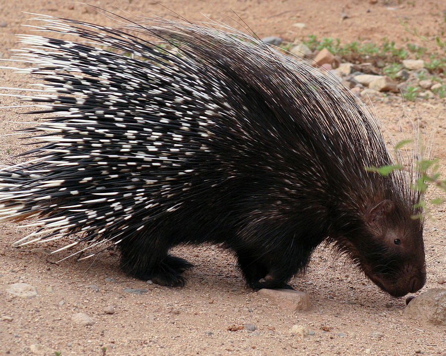 An African Crested Porcupine, Hystrix Cristata Photograph