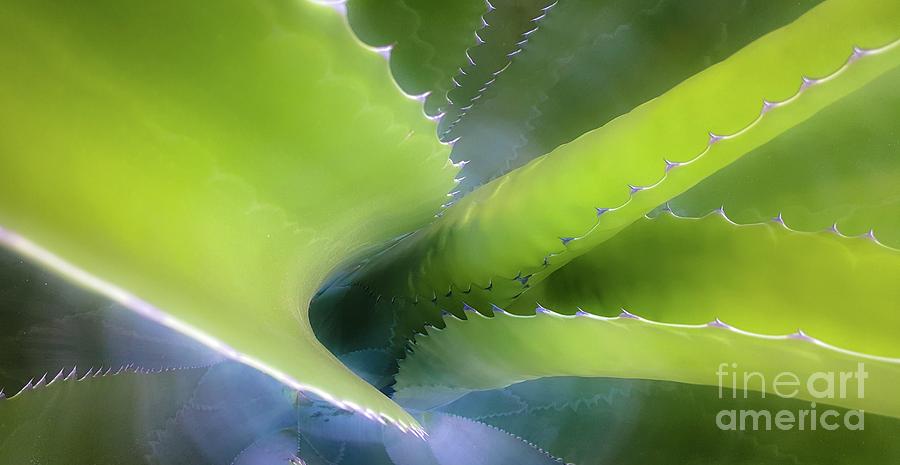 Agave Photograph -  An Agave Plant by D Davila