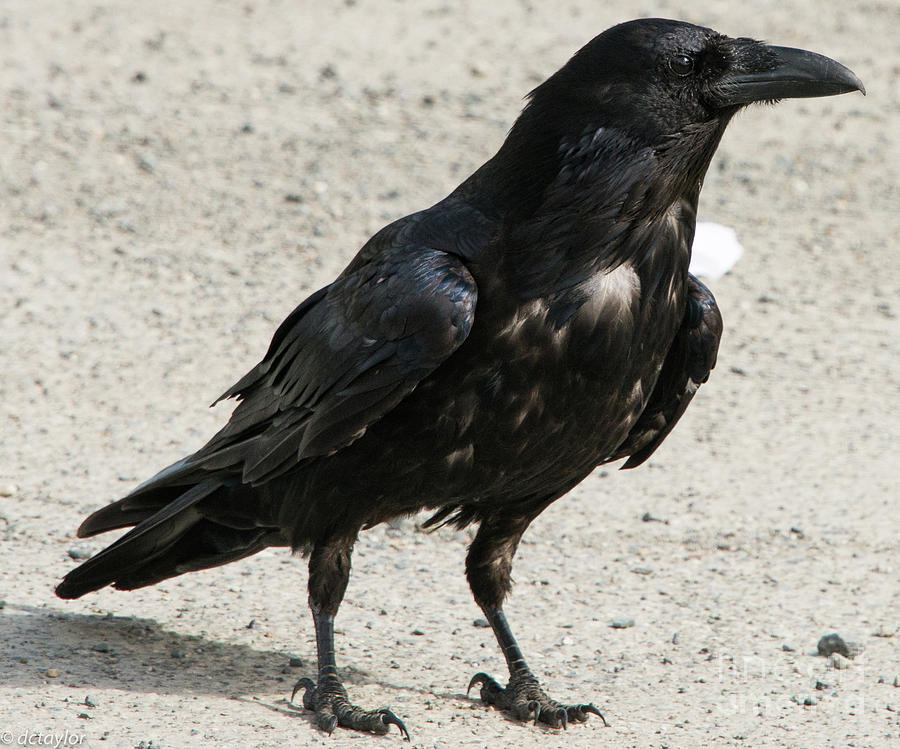 An Alaskan Crow Photograph by David Taylor - Fine Art America