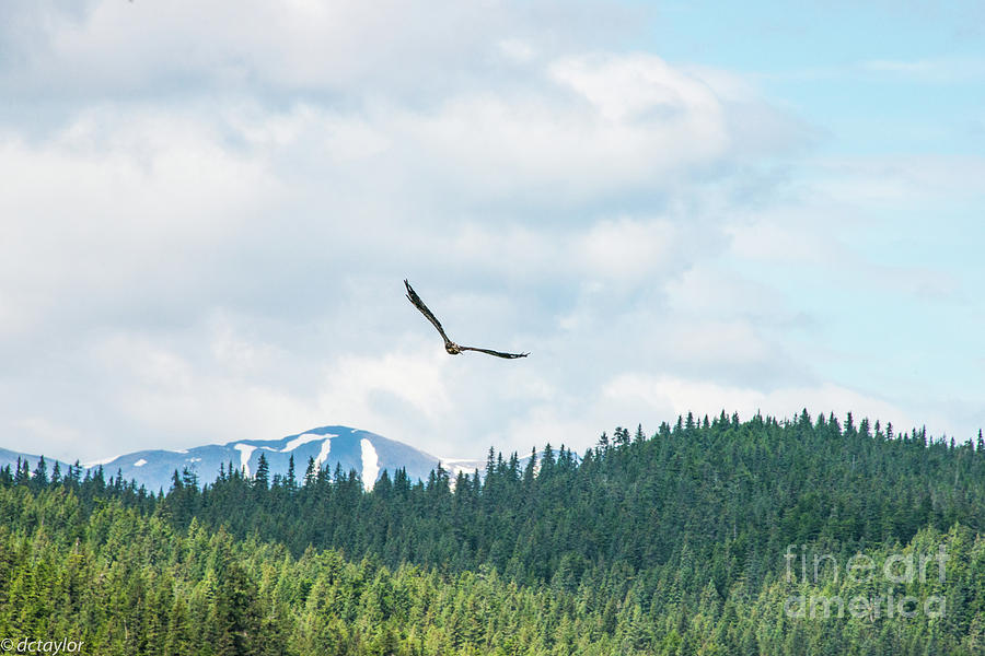 An Alaskan Eagles Domain Photograph by David Taylor