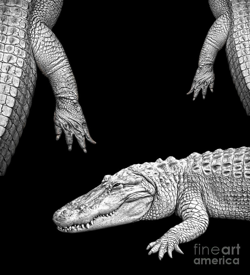  An Albino Alligator  Digital Art by Jim Fitzpatrick