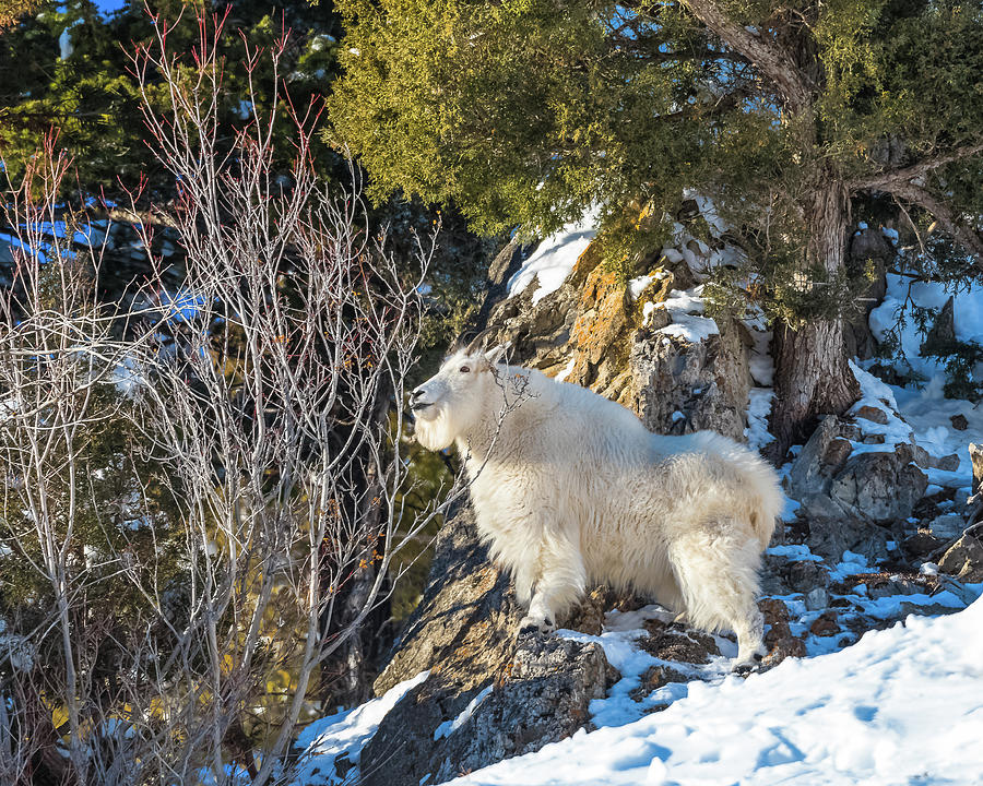 An Alpine Mountain Goat Photograph by Yeates Photography