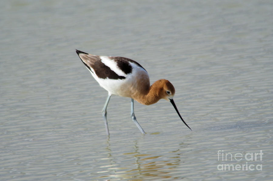 An American avocet Photograph by Jeff Swan