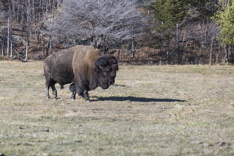 An American Field Buffalo Photograph by Josef Pittner