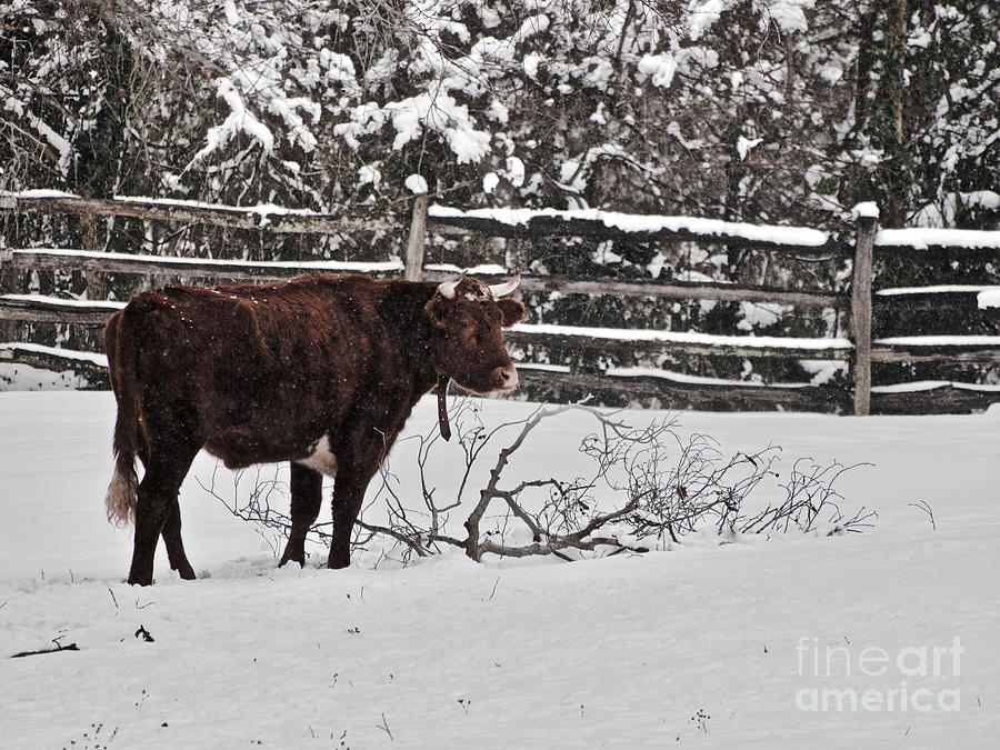 An American Milking Devon in the Snow Photograph by Rachel Morrison