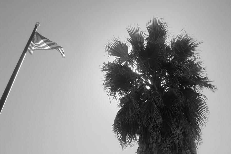 An American Palm Tree Photograph by WaLdEmAr BoRrErO