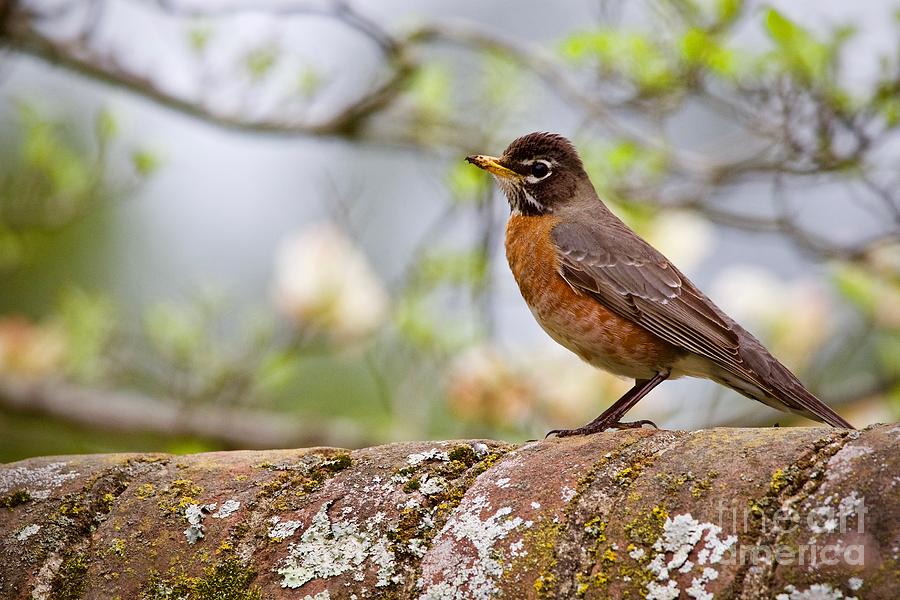 An American Robin In A Garden II Photograph by Rachel Morrison