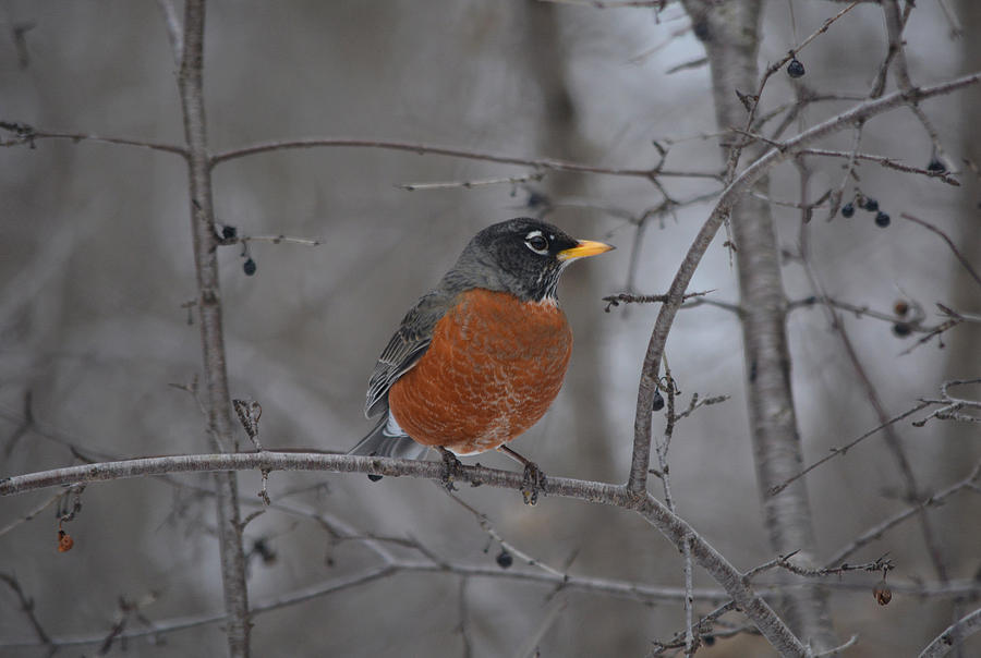 An American Robin In London 2 Photograph by Richard Andrews