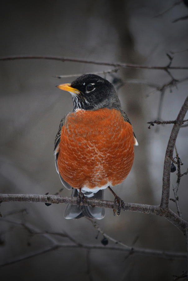 An American Robin In London - Vertical Photograph by Richard Andrews