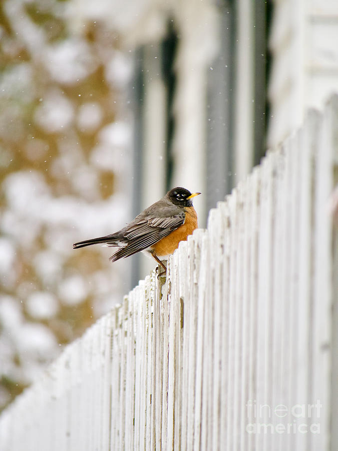 An American Robin with Snowflakes Photograph by Rachel Morrison