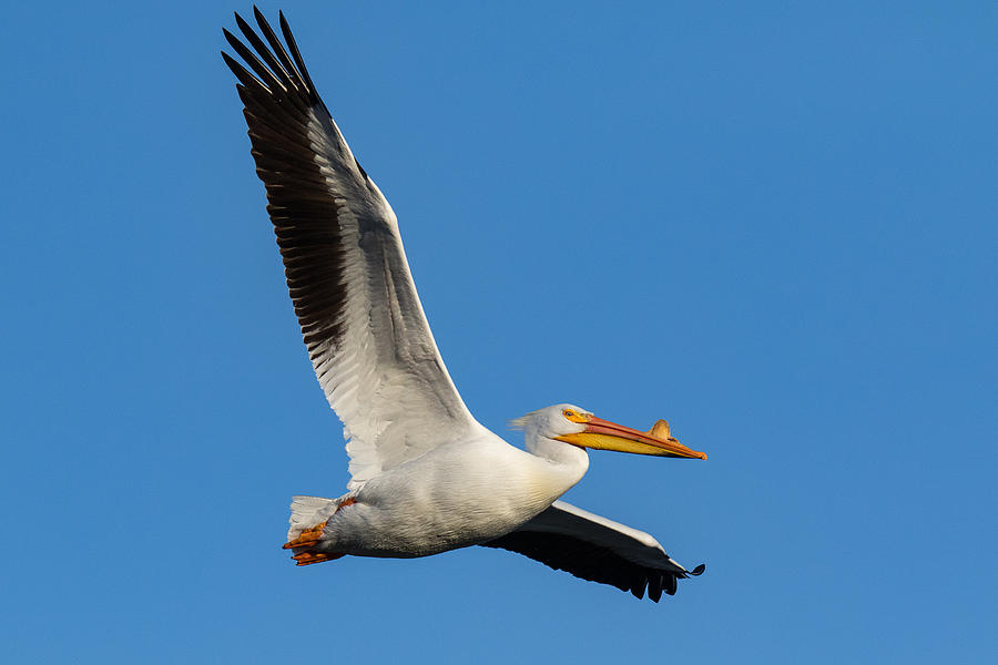 An American White Pelican Spreads Its Wings Photograph by Tony Hake ...