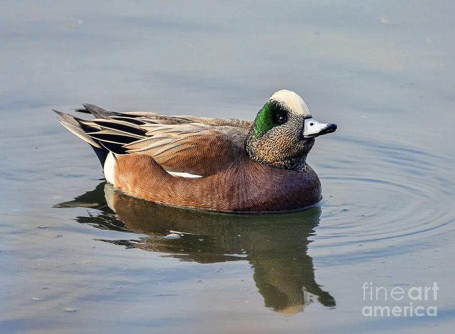 Duck Photograph - An American Wigeon Out For A Stroll by Eddie Yerkish