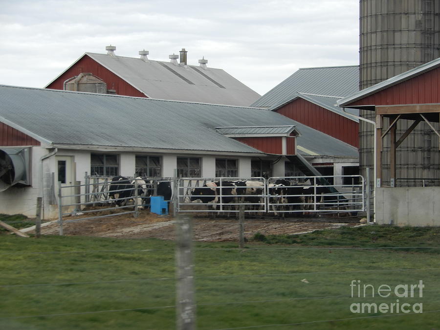 An Amish Barn with Cows Photograph by Christine Clark