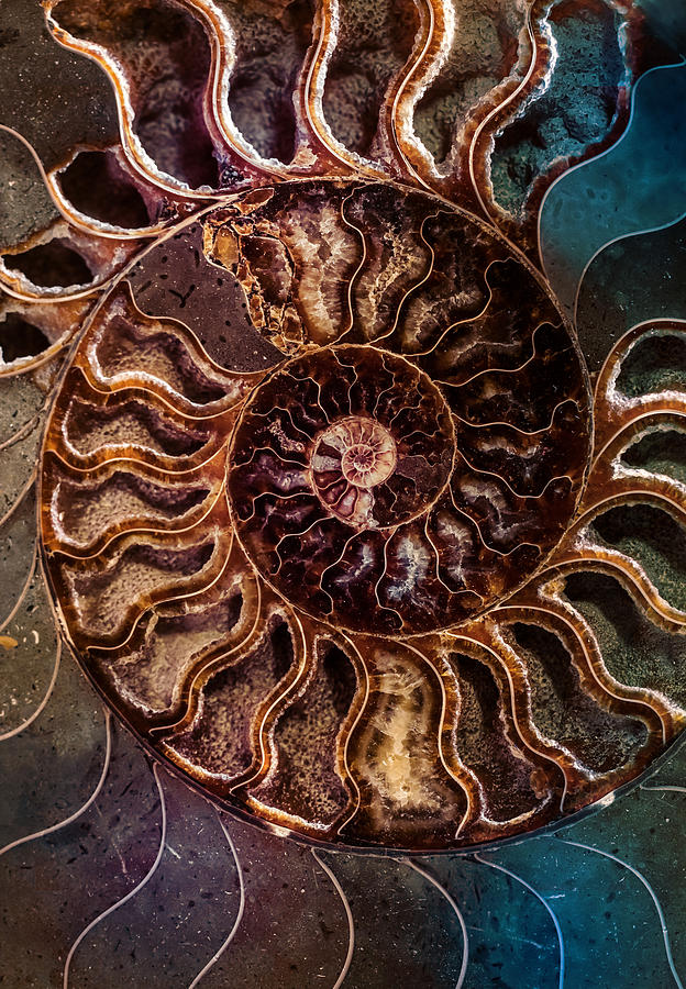 An ancient shell Photograph by Jaroslaw Blaminsky