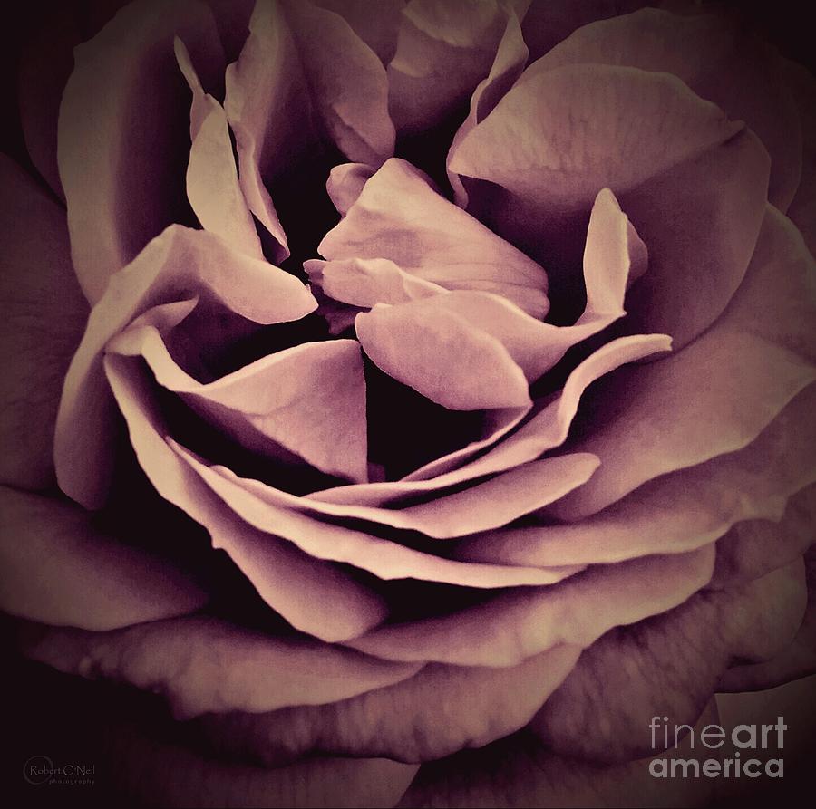 An Angels Rose Photograph by Robert ONeil