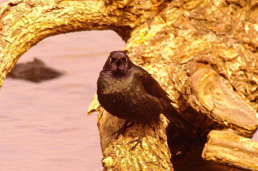 Wildlife Photograph - An angry grackle by Jeff Swan