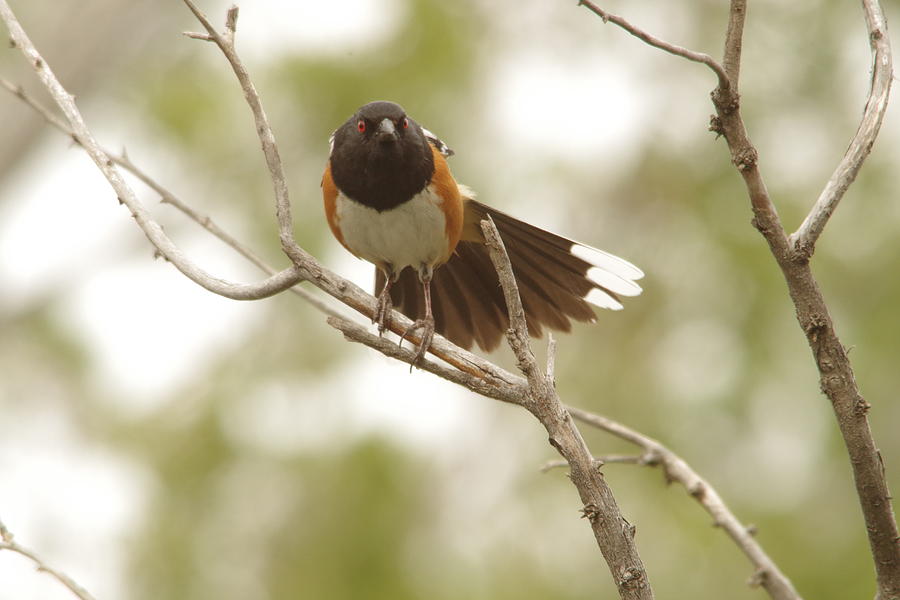 Feather Photograph - An angry Towhee by Jeff Swan