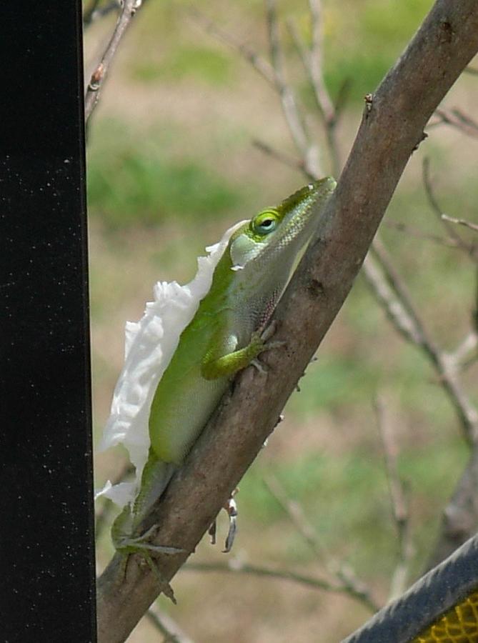 An Anole Shedding Its Skin Photograph by Jeanne Juhos