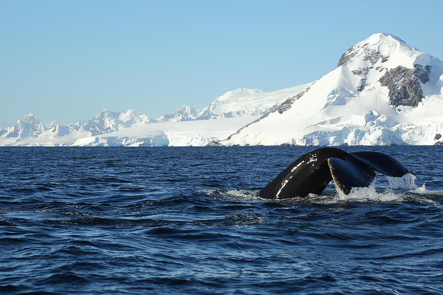 An Antarctic Whale Tail Photograph by Bruce J Robinson