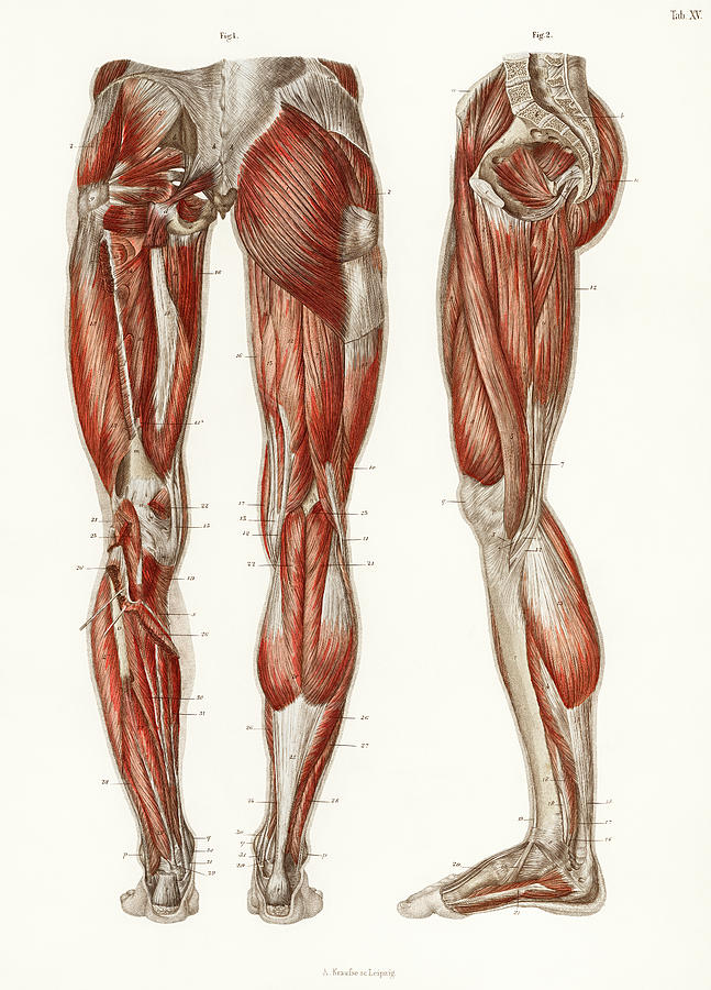 An antique illustration of the muscles of the legs and feet Painting by Vincent Monozlay
