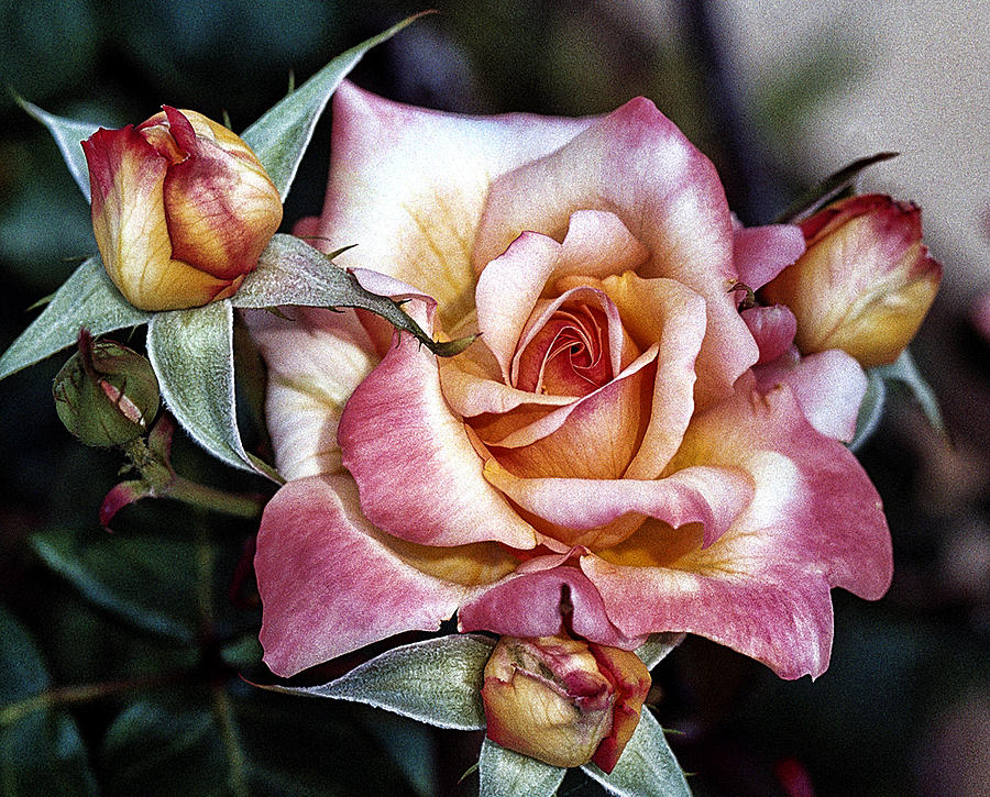 Flowers Still Life Photograph - An Antique Rose by Pat Carosone