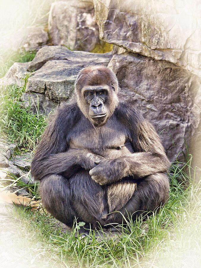 An Ape in Deep Thought Photograph by Jim Fitzpatrick