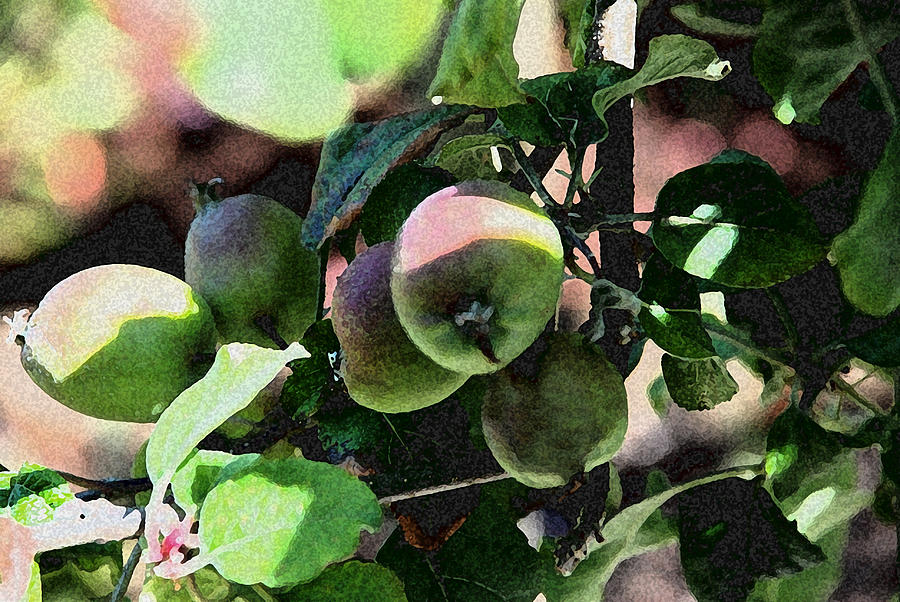 Apple Photograph - An Apple A Day by Carol Eliassen
