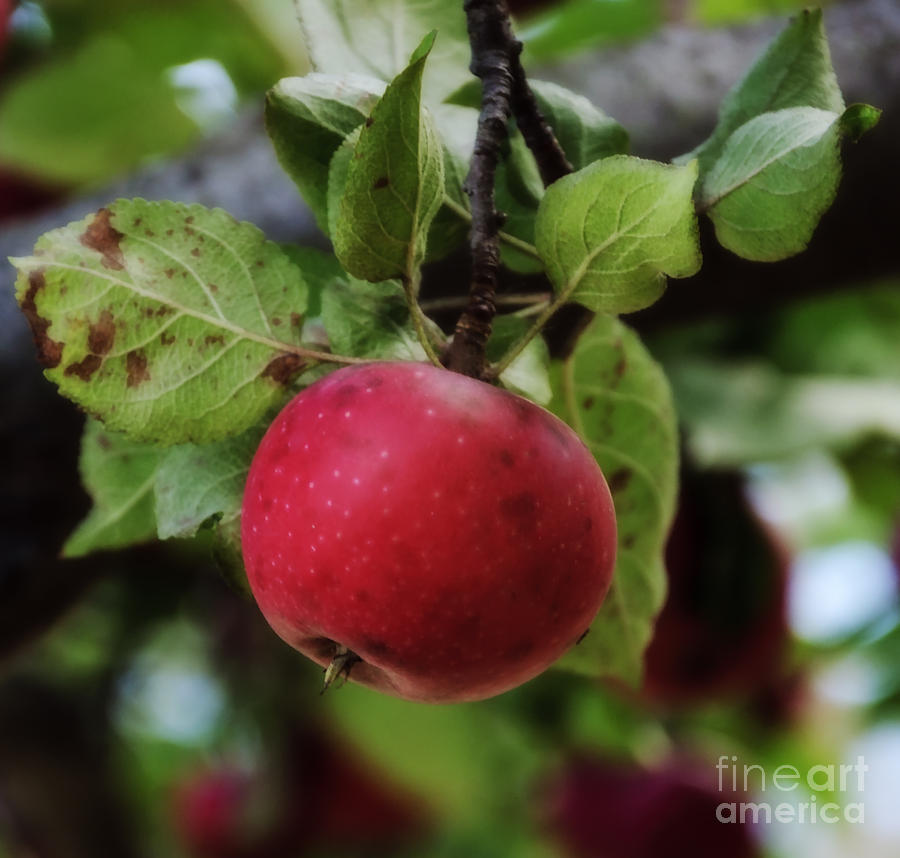 An Apple a Day Photograph by Debra Fedchin