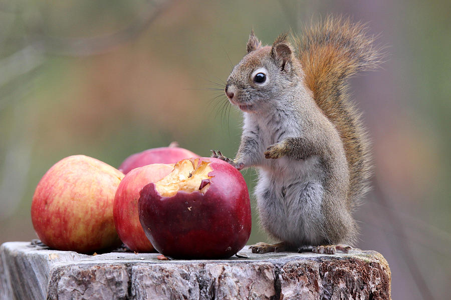 An Apple A Day Photograph By Sue Feldberg