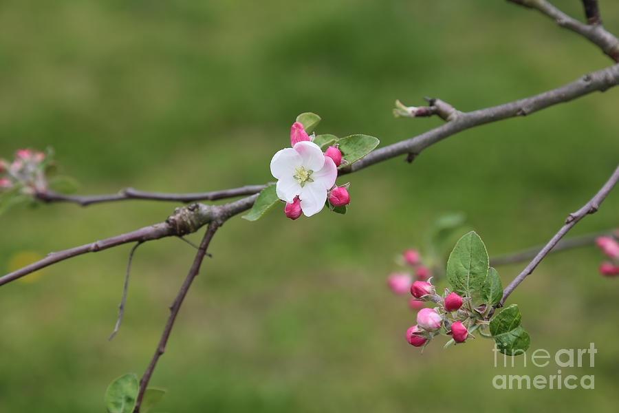 An Apple Blossom Photograph by Lara Morrison