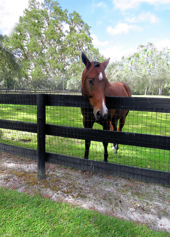 An Apple would Make Me Happy Photograph by Rosalie Scanlon