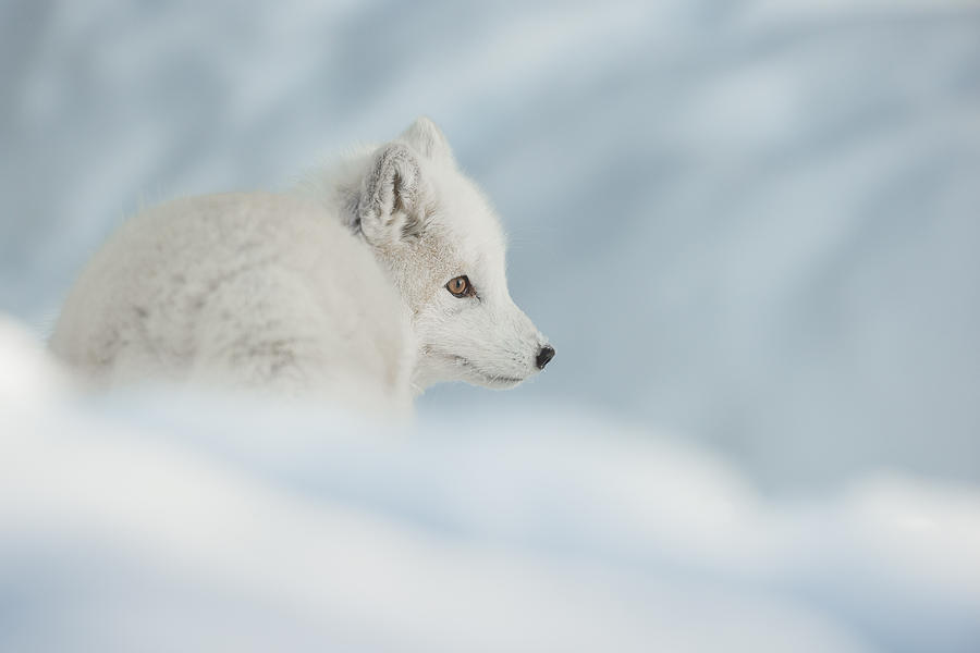 An Arctic Fox in Snow. Photograph by Andy Astbury