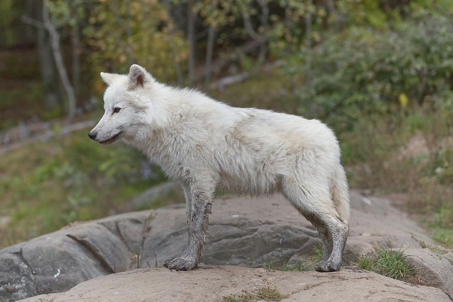 An Arctic Wolf Photograph by Josef Pittner