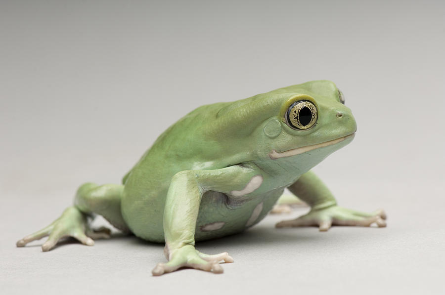 An Argentinian Waxy Frog Phyllomedusa Photograph by Joel Sartore