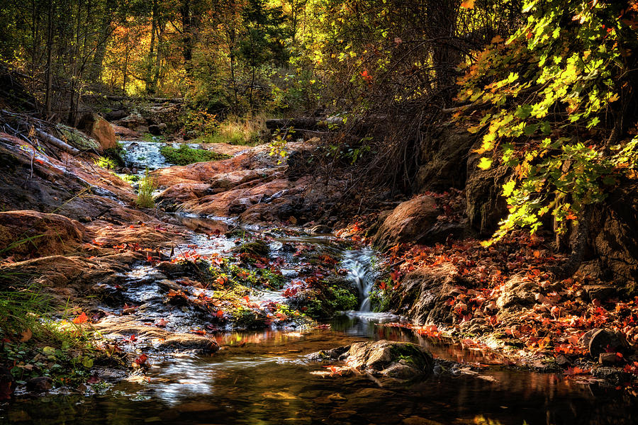 An Arizona Autumn Creekside  Photograph by Saija Lehtonen