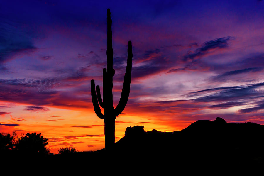 An Arizona Saguaro Sunset  Photograph by Saija Lehtonen